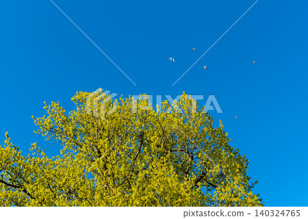 yellow leafy tree against blue spring sky with white birds yellow leafy tree against blue spring sky with white birds 140324765