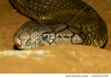 Close up head king cobra snake at thailand Close up head king cobra snake at thailand 140324795