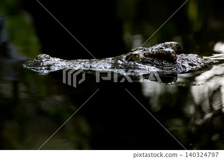 Close up crocodile is show head in river Close up crocodile is show head in river 140324797