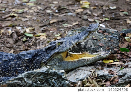 Close up crocodile is show head in nature garden 140324798