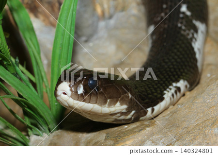 The Indochinese cobra snake close up head in the garden at thailand 140324801