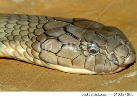 Close up head king cobra snake at thailand 140324803