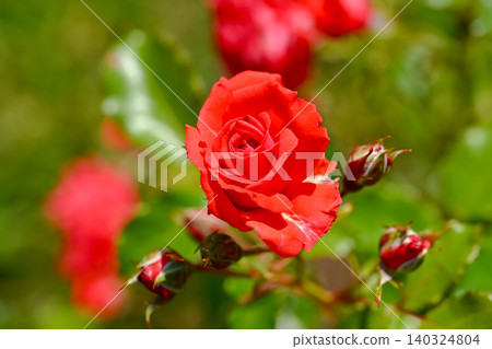 Rose red 140324804