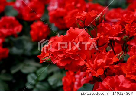 玫瑰紅 玫瑰紅 140324807
