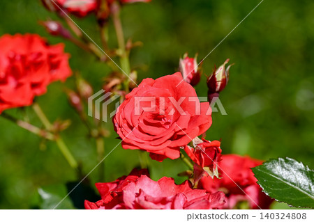 玫瑰紅 玫瑰紅 140324808