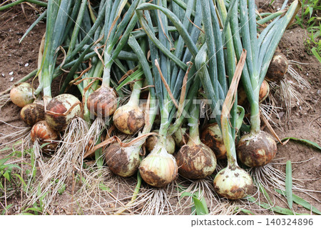 harvested onions 140324896