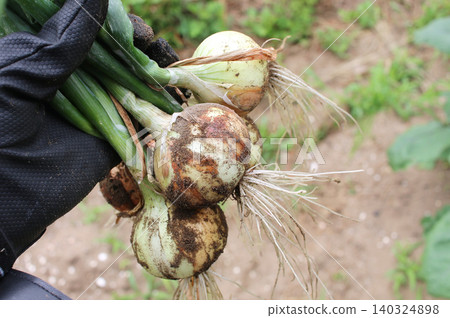 harvested onions 140324898