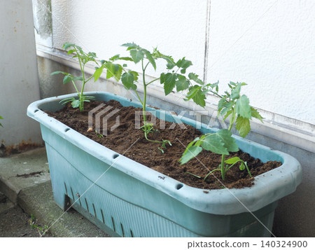 Growing tomato seedlings in planters 140324900