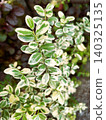 Variegated boxwood (European boxwood) to brighten up gardens and hedges 01 140325135