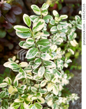 Variegated boxwood (European boxwood) to brighten up gardens and hedges 01 Variegated boxwood (European boxwood) to brighten up gardens and hedges 01 140325135