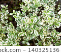 Variegated boxwood (European boxwood) 02 - Brighten up your garden and hedges. 140325136