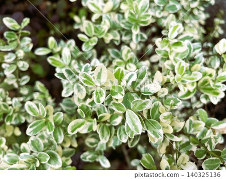 Variegated boxwood (European boxwood) 02 - Brighten up your garden and hedges. Variegated boxwood (European boxwood) 02 - Brighten up your garden and hedges. 140325136