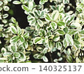 Variegated boxwood (European boxwood) 03 - Brighten up your garden and hedges. 140325137