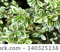 Variegated boxwood (European boxwood) 04 - Brighten up your garden and hedges. 140325138