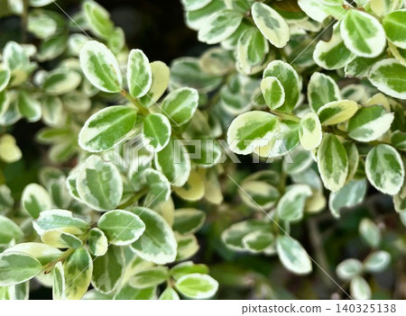 Variegated boxwood (European boxwood) 04 - Brighten up your garden and hedges. 140325138