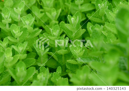 Apple mint Apple mint 140325143