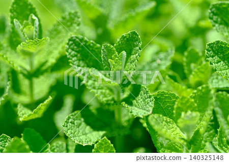 蘋果薄荷 蘋果薄荷 140325148
