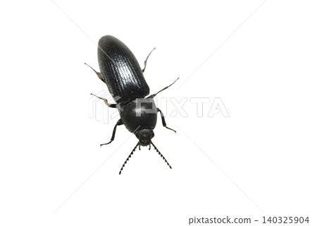 The black click beetle belongs to the click beetle family. The black click beetle belongs to the click beetle family. 140325904