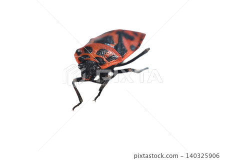 This is a mustard bug or a cabbage bug. 140325906
