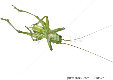 The green grasshopper is a species of insect from the family of true grasshoppers. The green grasshopper is a species of insect from the family of true grasshoppers. 140325908
