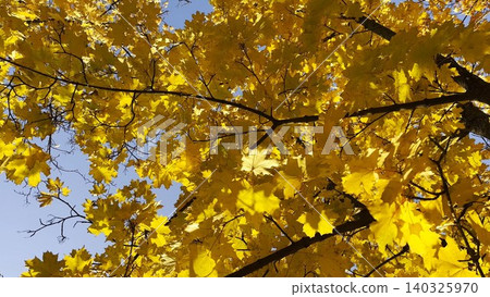 Golden maple leaves on tree branches gently swaying in the wind at sunny day. Lush autumn yellow foliage swinging on breeze at forest. Beautiful colorful fall season. Close up Slow motion Golden maple leaves on tree branches gently swaying in the wind at sunny day. Lush autumn yellow foliage swinging on breeze at forest. Beautiful colorful fall season. Close up Slow motion 140325970