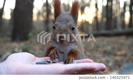 Cute rodent eating food from hand of young girl at forest. Wild fluffy squirrel taking sunflower seeds from female arm and gnawing it. Woman feeding hungry small sciurus against sunset at background 140325971