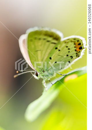 Butterfly Butterfly 140326068