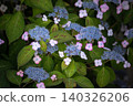 Blue hydrangea 140326206