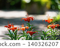 Lilies blooming in the park 140326207