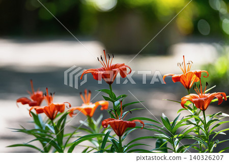 Lilies blooming in the park Lilies blooming in the park 140326207