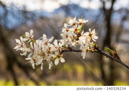 close up white cherry blossoms and copy space close up white cherry blossoms and copy space 140326234