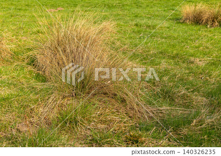 dry yellow last year grass mixed with fresh green dry yellow last year grass mixed with fresh green 140326235