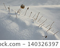 Dried Wildflower Stems Emerging From Deep Winter Snow 140326397