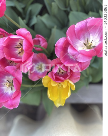 Pink and yellow tulips blooming in garden with green leaves in background Pink and yellow tulips blooming in garden with green leaves in background 140326863
