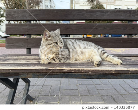Tabby cat lounging on a wooden bench in an outdoor urban setting, providing a serene background 140326877