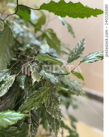 Green indoor plant with variegated leaves, suitable as nature background with soft focus Green indoor plant with variegated leaves, suitable as nature background with soft focus 140326880