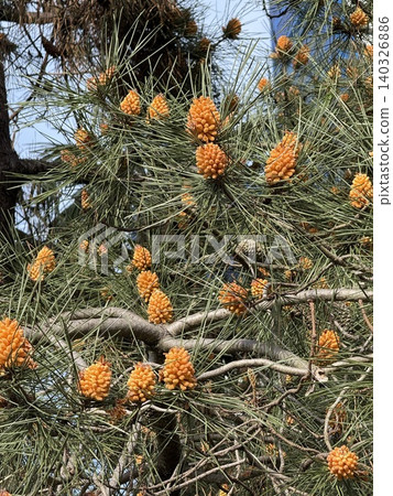 Pine tree branches with orange pine cones on bright sunny day 140326886