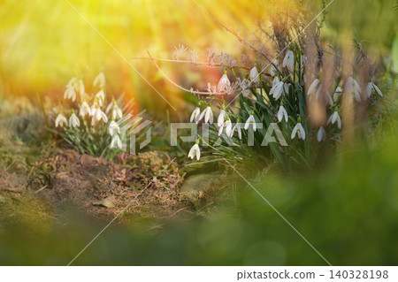White snowdrops flowers in spring forest. 140328198