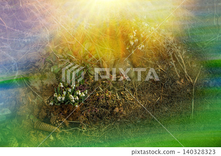 Beautiful snowdrop flowers at spring. White snowdrops on a spring sunny day. 140328323