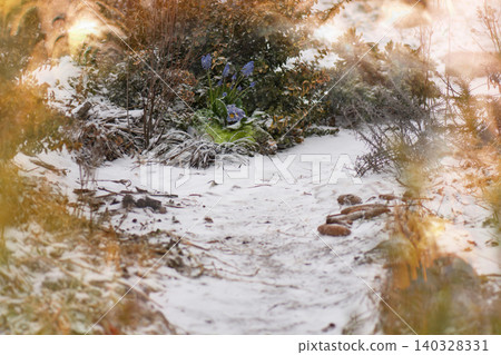 Early spring flowers covered in snow blooming in frost garden. Blue muscari and primrose flowers blooming in snow-covered winter garden bed. Early spring flowers covered in snow blooming in frost garden. Blue muscari and primrose flowers blooming in snow-covered winter garden bed. 140328331