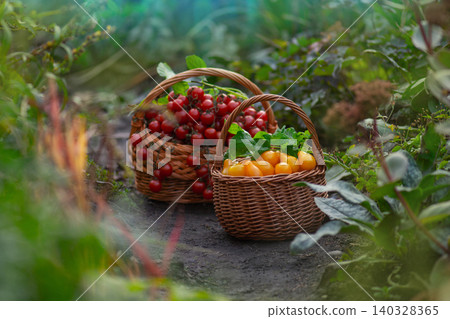 Red cherry and yellow tomatoes. Freshly picked cherry and yellow tomatoesin a basket 140328365