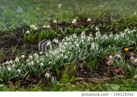 First spring flowers snowdrops in garden. Beautiful blooming snowdrops growing in white snow. 140328382