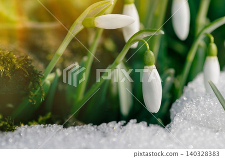 White snowdrops flowers in spring forest. White snowdrops flowers in spring forest. 140328383
