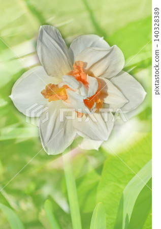 Daffodil flowers blooming in spring garden natural outdoor setting. Clusters of daffodils grow among lush green foliage in sunny garden bed. Daffodil flowers blooming in spring garden natural outdoor setting. Clusters of daffodils grow among lush green foliage in sunny garden bed. 140328389