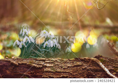 Early spring snowdrops growing in snow in early spring. Early spring snowdrops growing in snow in early spring. 140328421