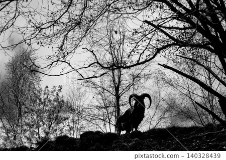 Ram silhouette standing in bare winter forest Ram silhouette standing in bare winter forest 140328439