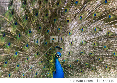 Opened feathers peacock Opened feathers peacock 140328440