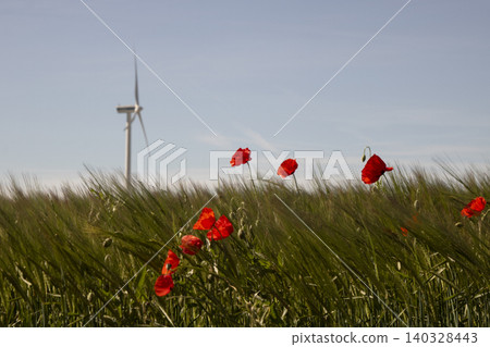 Blue sky and red poppies Blue sky and red poppies 140328443