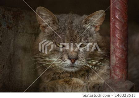 Pathetic homeless cat around looking for food. Rescue of pets. Pathetic homeless cat around looking for food. Rescue of pets. 140328515