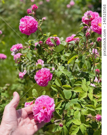 Hand touches Rosa damascena bloom on bush with pink petals, buds, leaves, garden in Bulgaria. Natural background with Rosa damascena, botany, perfume, harvest, agriculture, nature Hand touches Rosa damascena bloom on bush with pink petals, buds, leaves, garden in Bulgaria. Natural background with Rosa damascena, botany, perfume, harvest, agriculture, nature 140328568